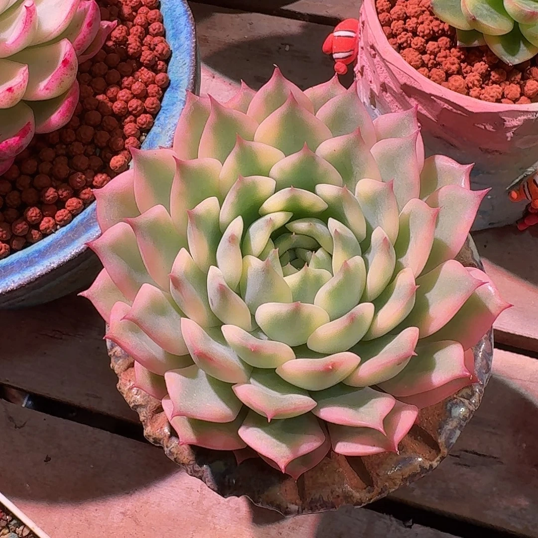 艾丽卡锦多肉多肉多肉