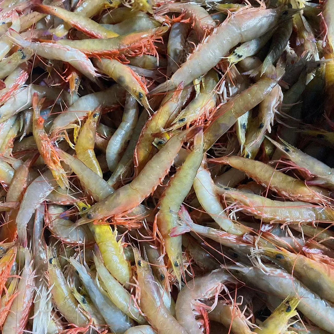 野生沙卢虾麻虾  极速锁鲜发货 全国顺丰冷链包邮 25-30条/斤