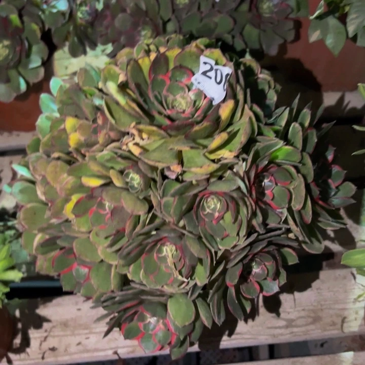 206粉花妖多肉植物