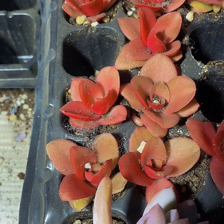 小火鸡1元带土发