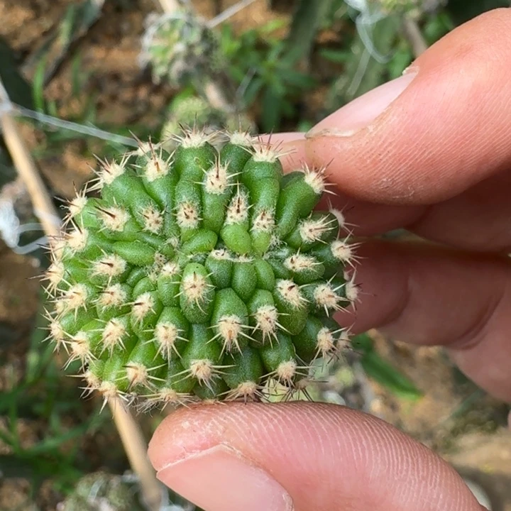 287新品丽花缀化无根侧牙
