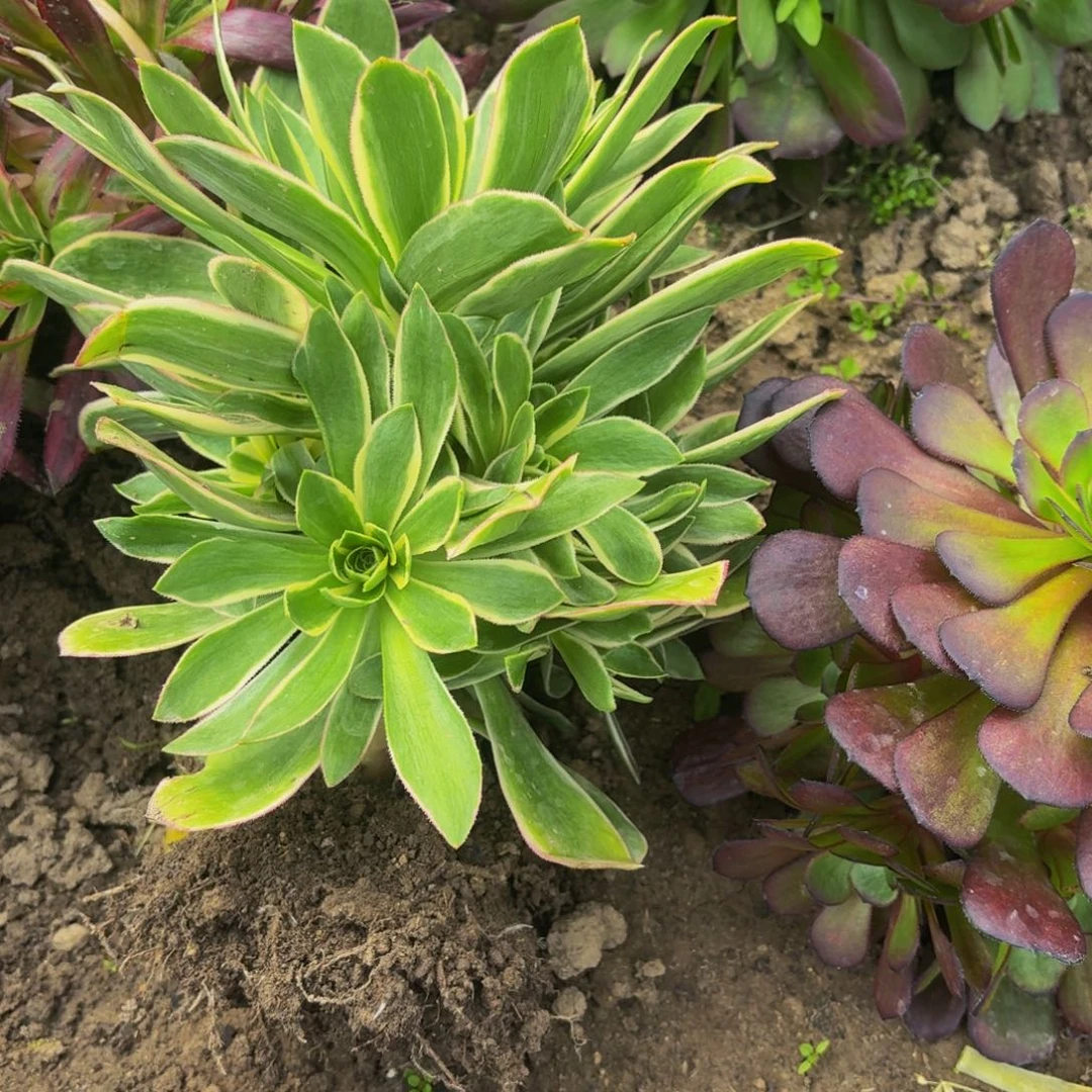 绿玫瑰多肉植物捧花的