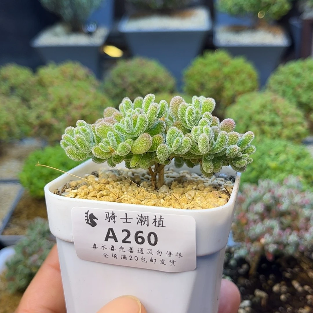 260优选冰晶枝干多肉