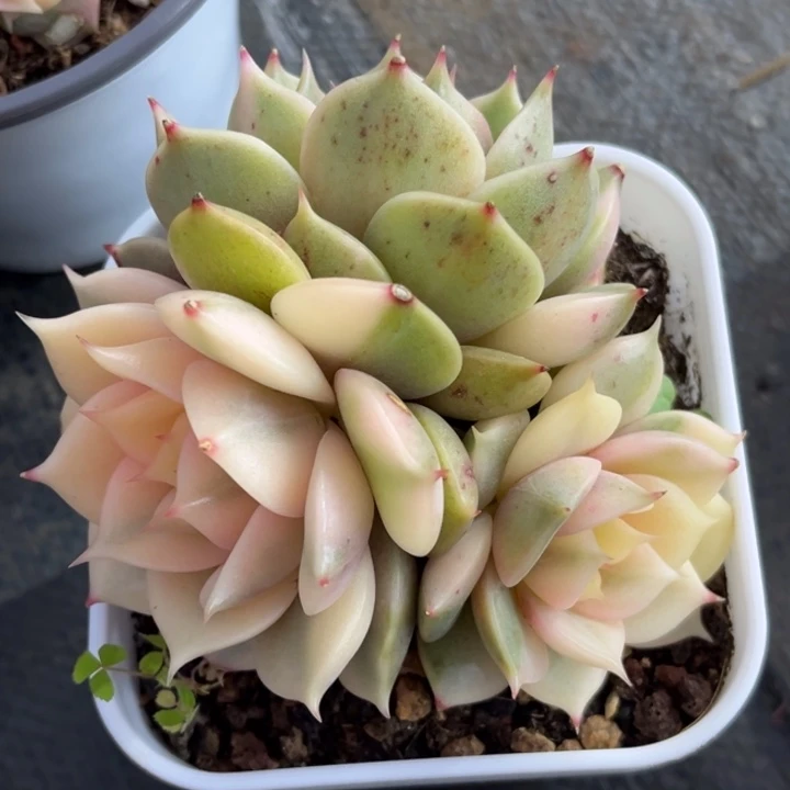 贝加尔湖锦三头一颗价格