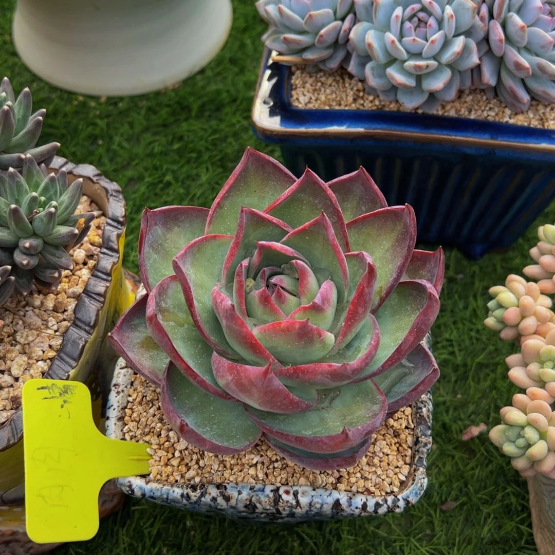 Y***妍惊鸿多肉植物