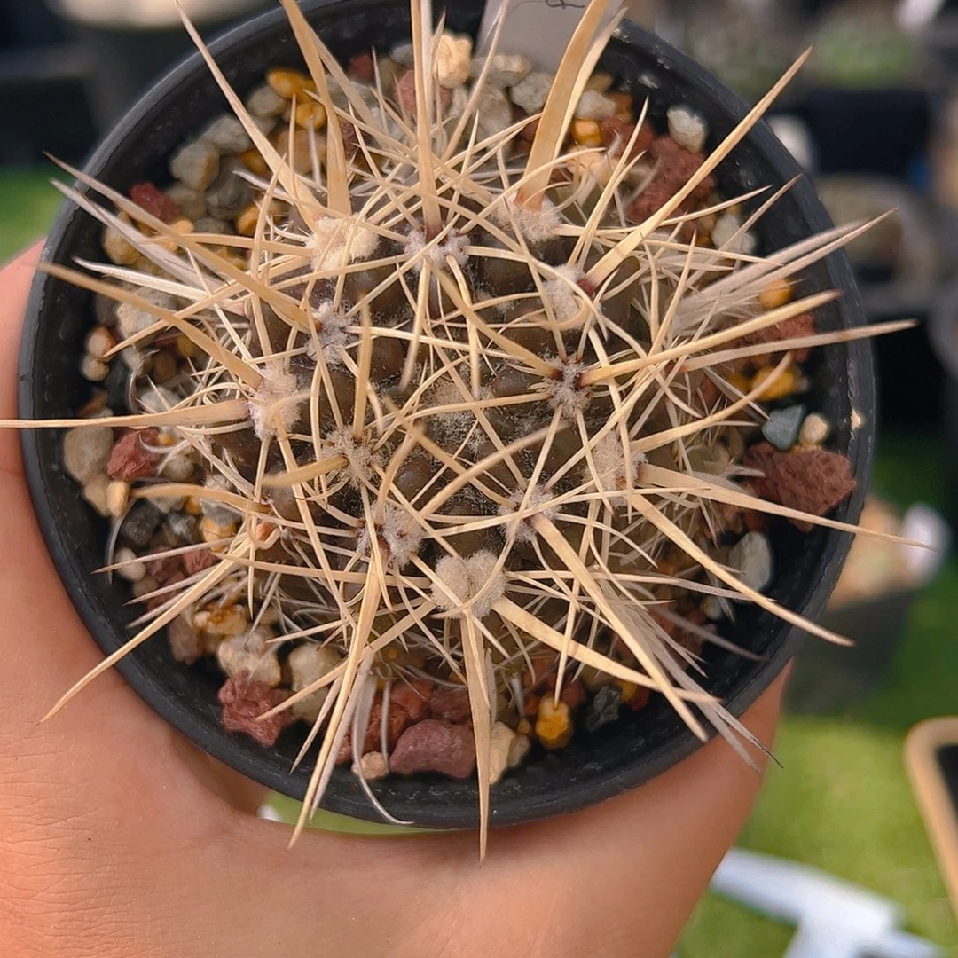 7150猛狮子实生裸根发