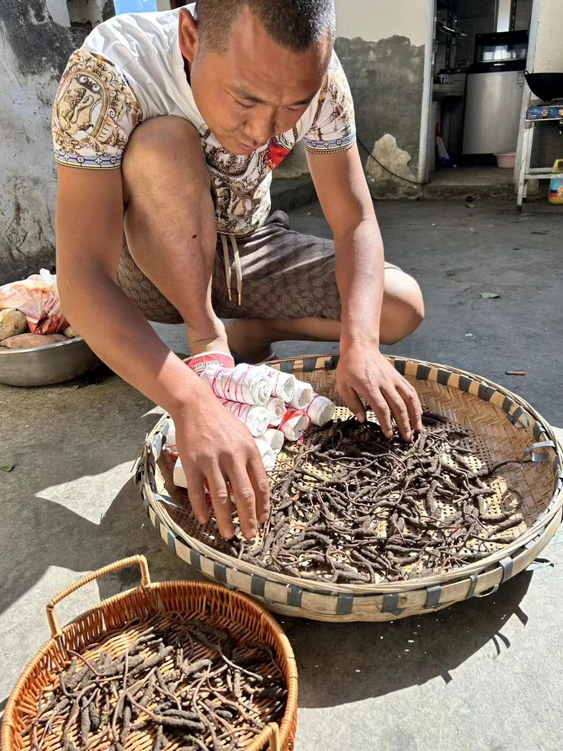 四川阿坝自挖虫草中草