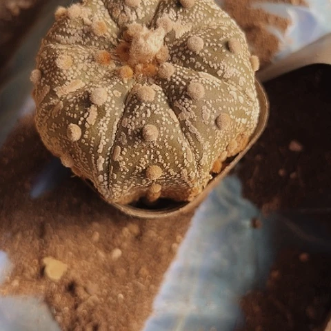 2012木心根仙人球的