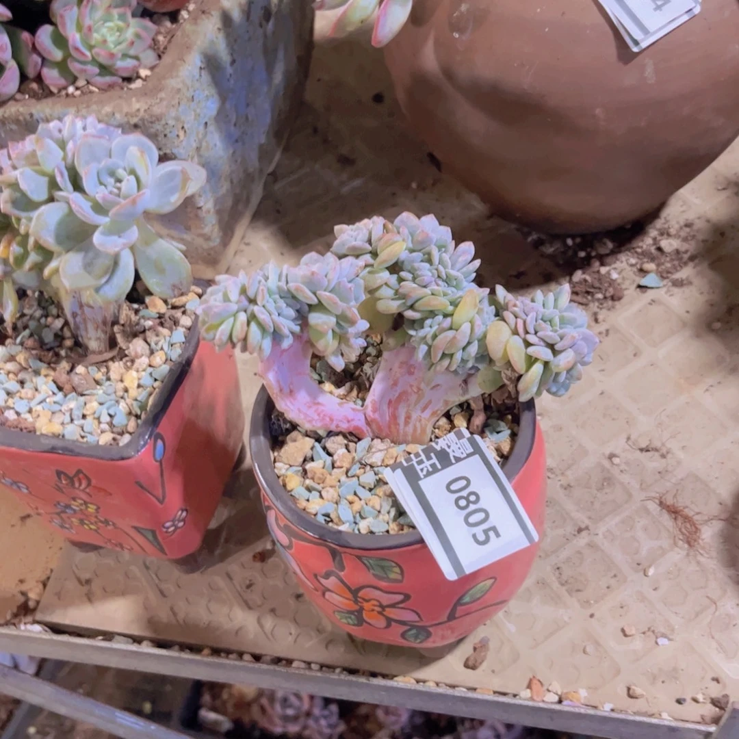 梦之雪多肉植物0804