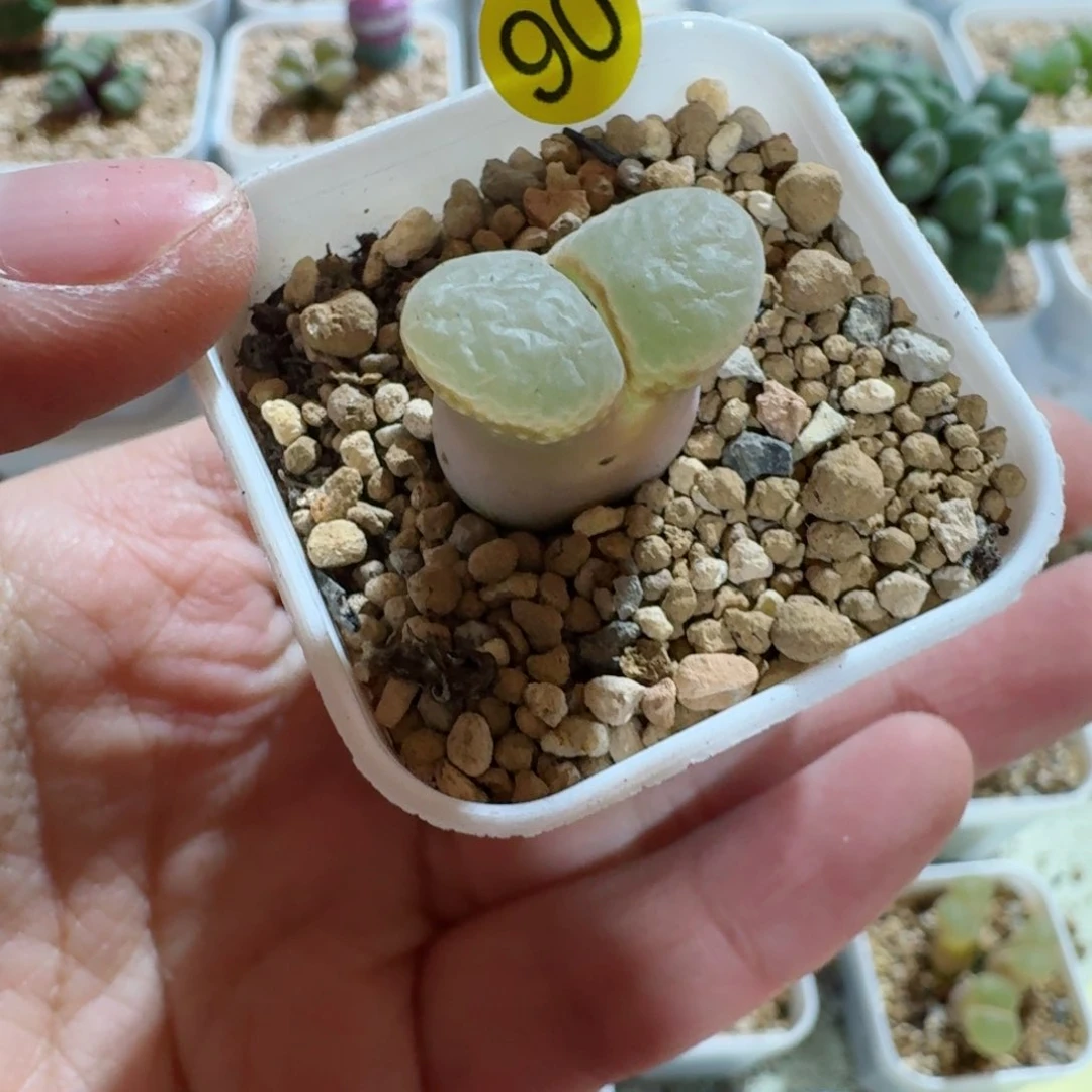 泡*啊90......多肉......