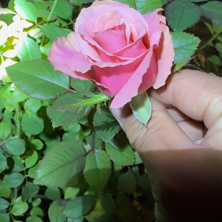 无花朵阿黛尔中苗