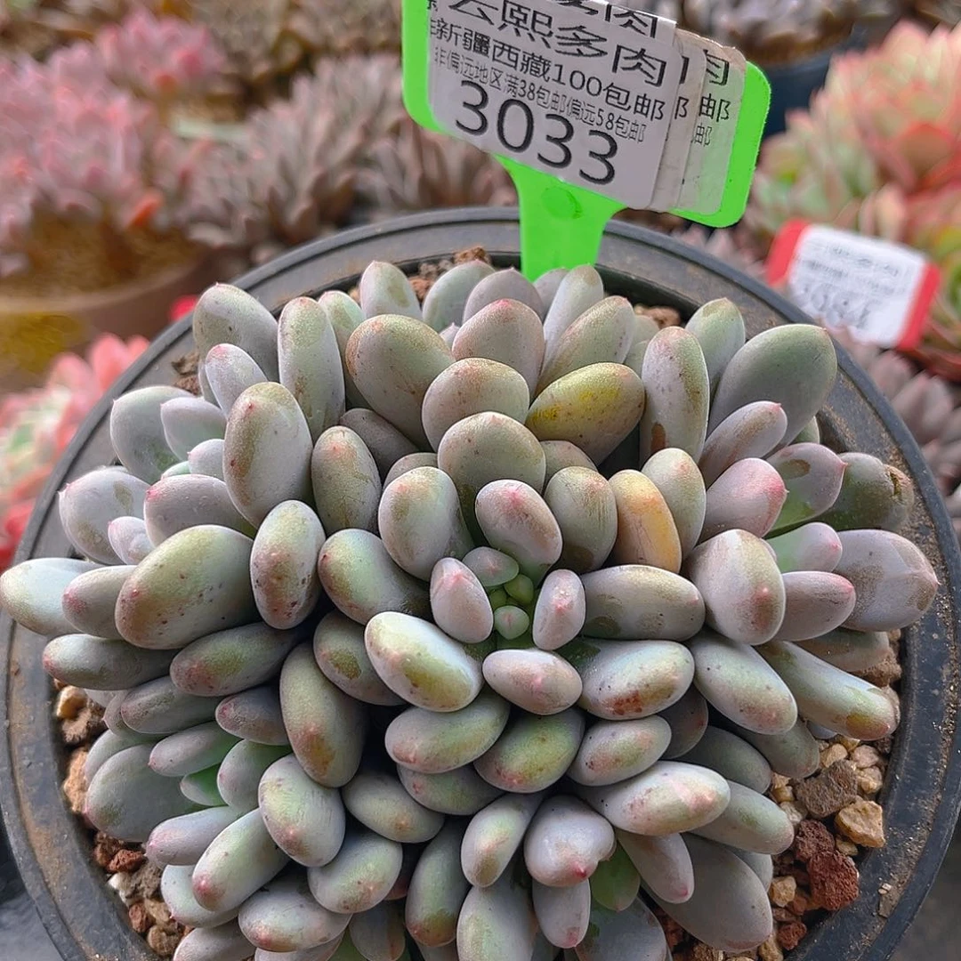 3033香香雪多肉植物