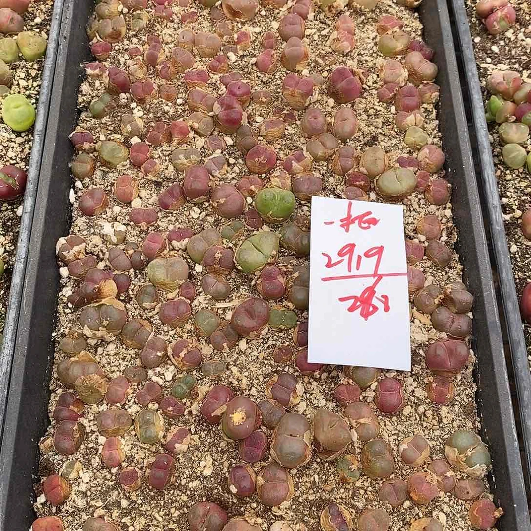 2919一筐福利毛汉尼一筐