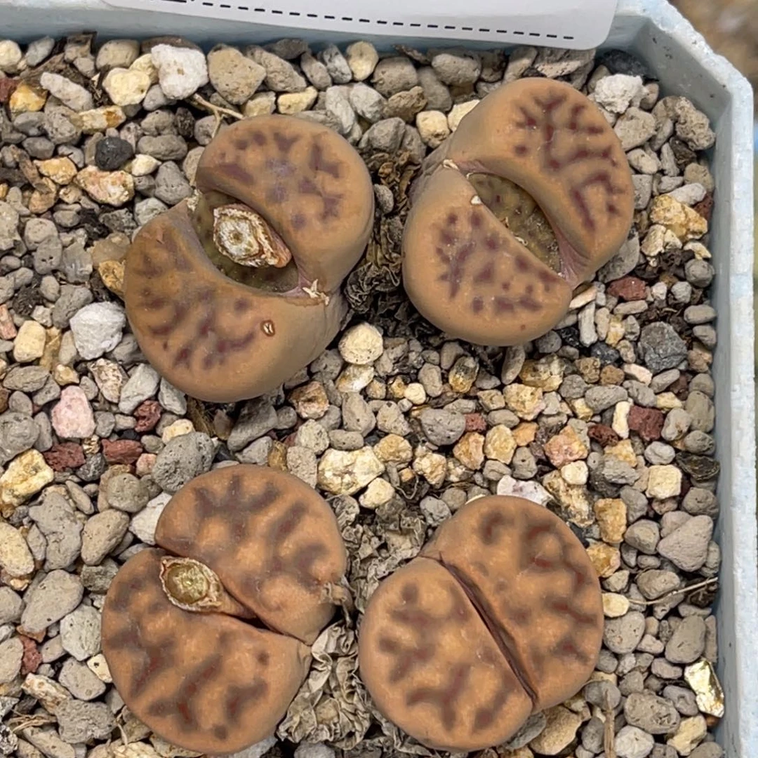 7622双头多美神笛c326