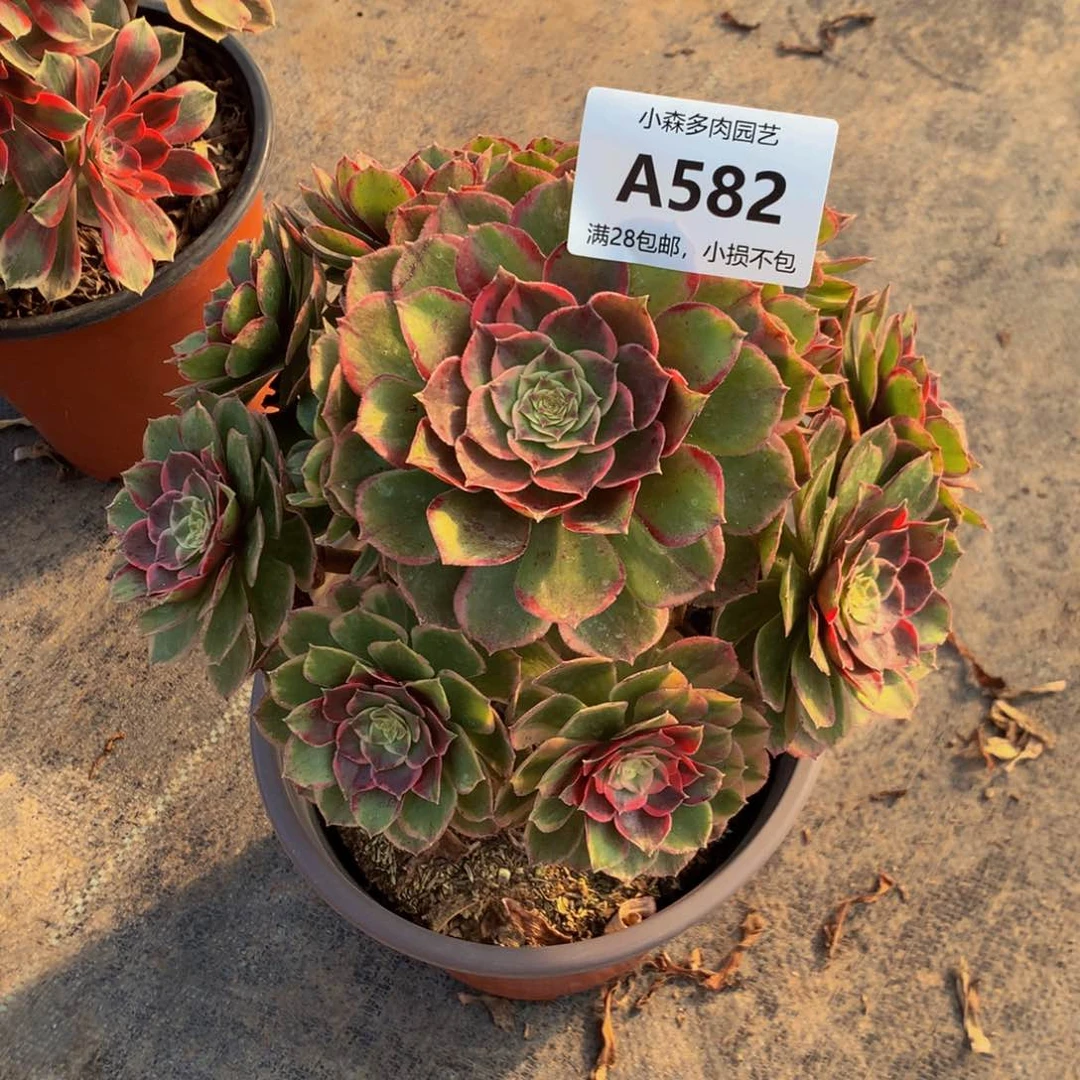 西**制粉花妖582000000