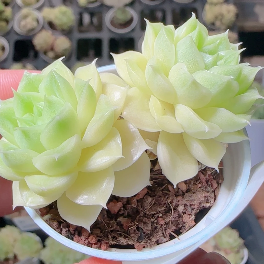 花语逸镜1031-332散