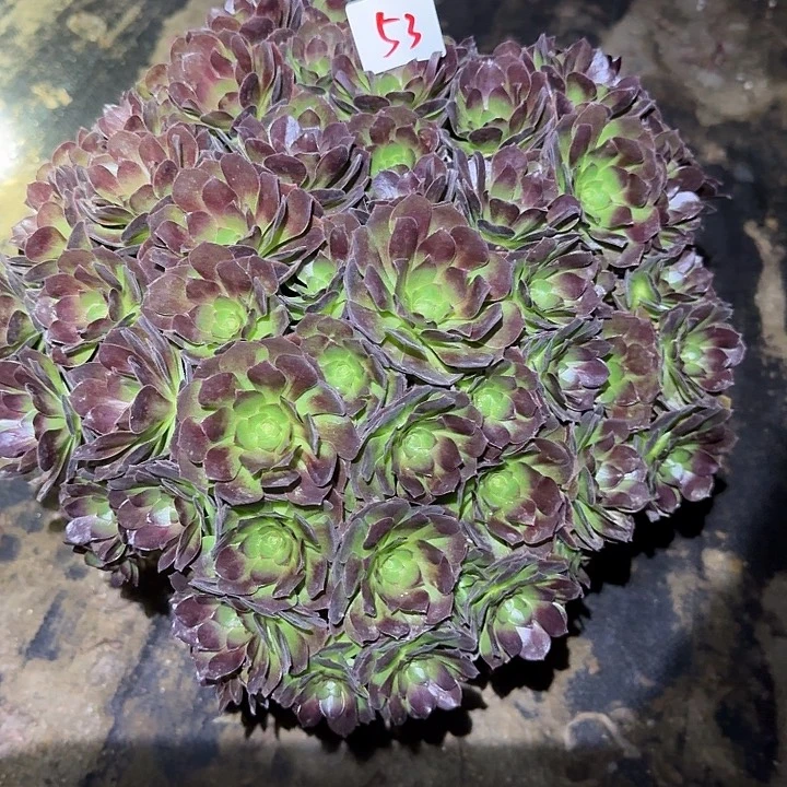 精品桃花石巨无霸亏本福利53