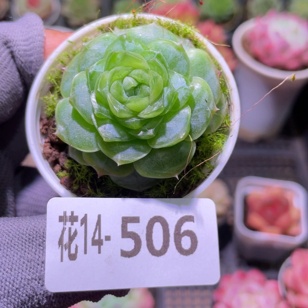 花利美14-506珍妮