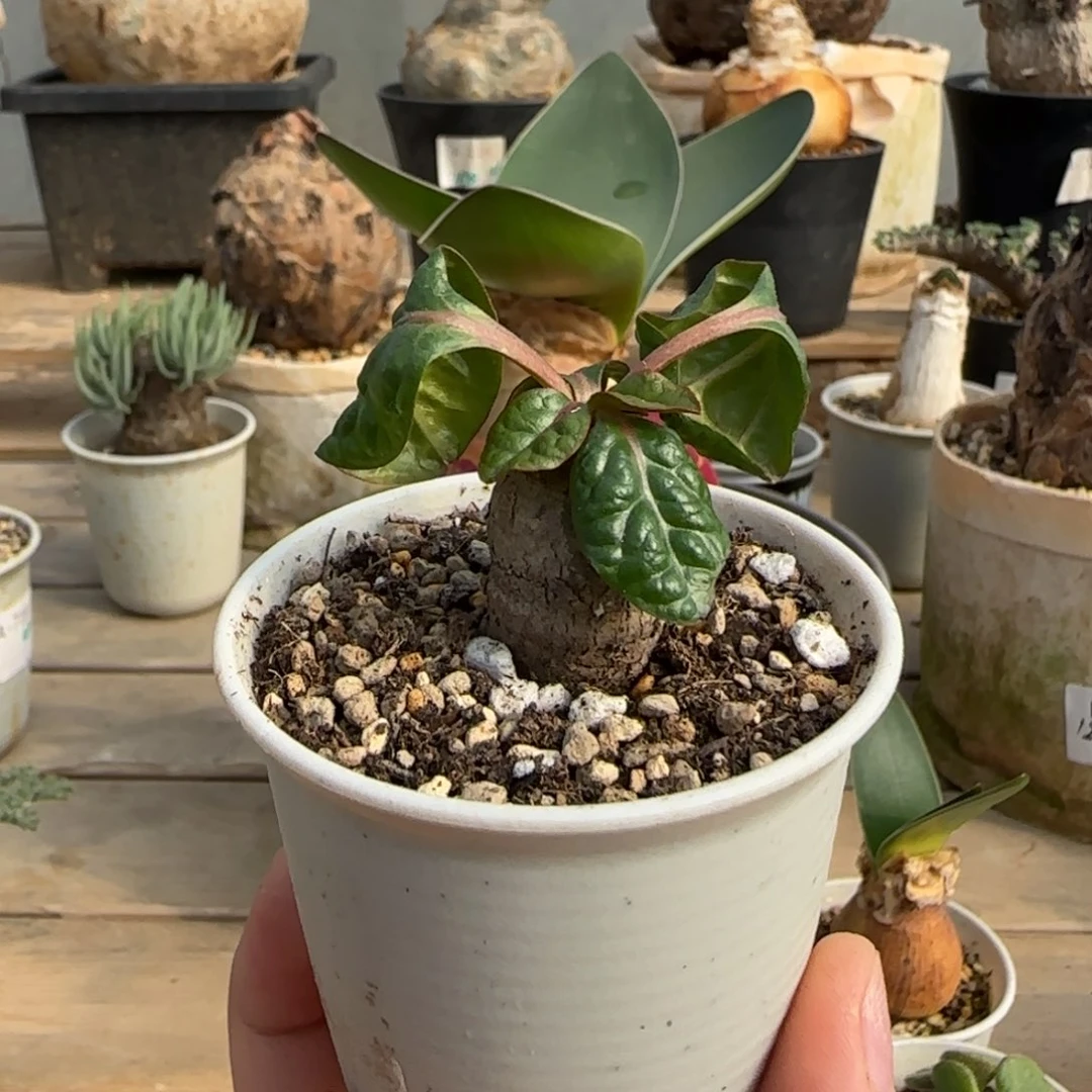 123鬼笑大戟块根植物