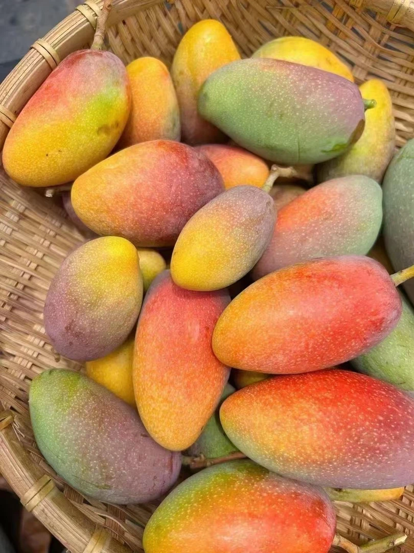 【顺丰包邮】攀枝花高山树上熟贵妃芒果新鲜采摘一件也是批发价