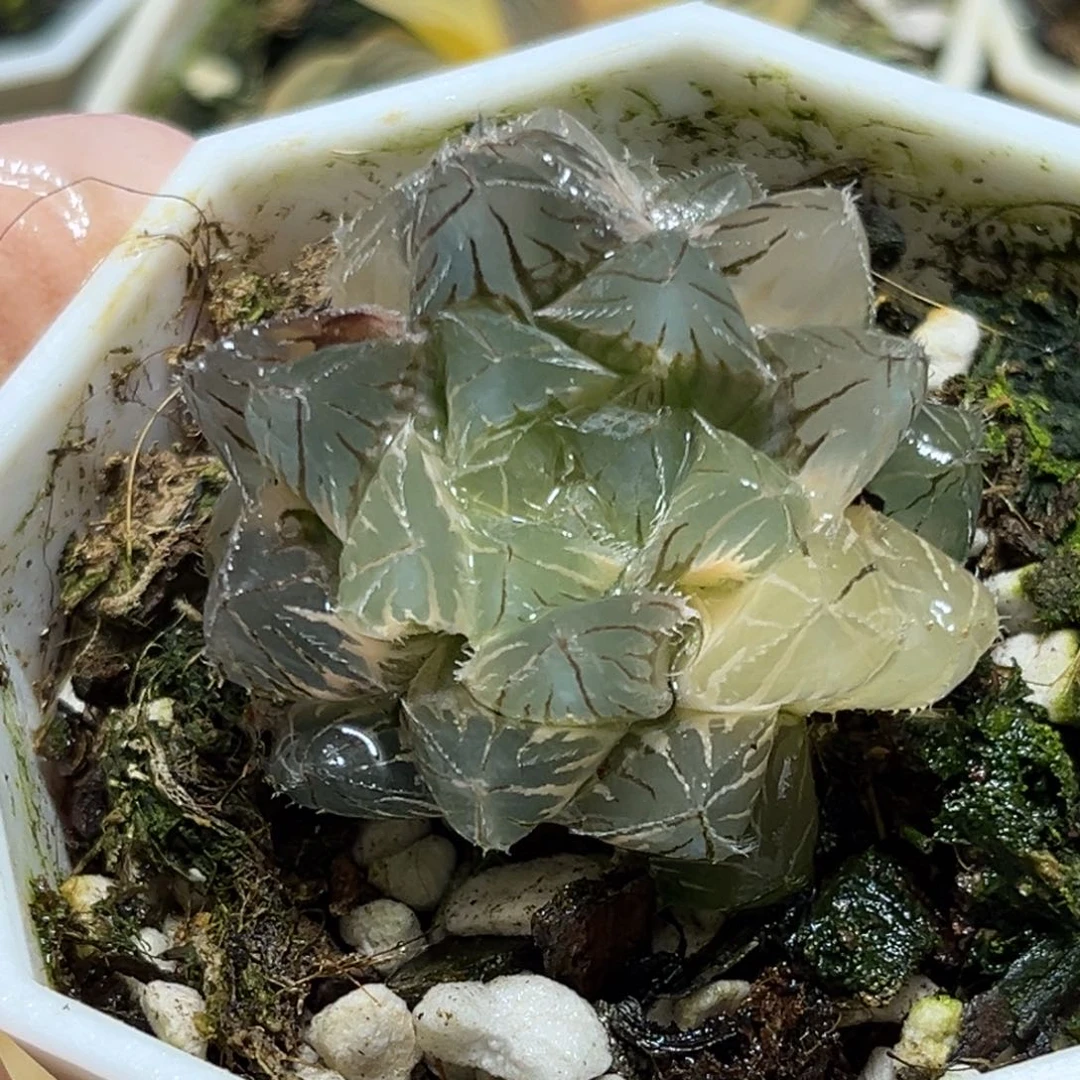 恭喜发财大吉大利0190