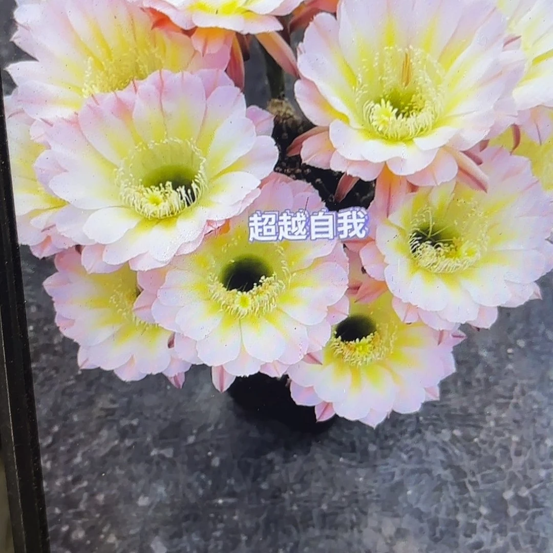 爱德华彩侧牙20包邮21花