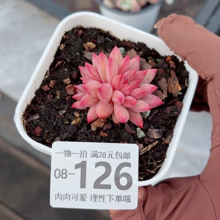 金鱼姬多肉无盆土发货多肉无
