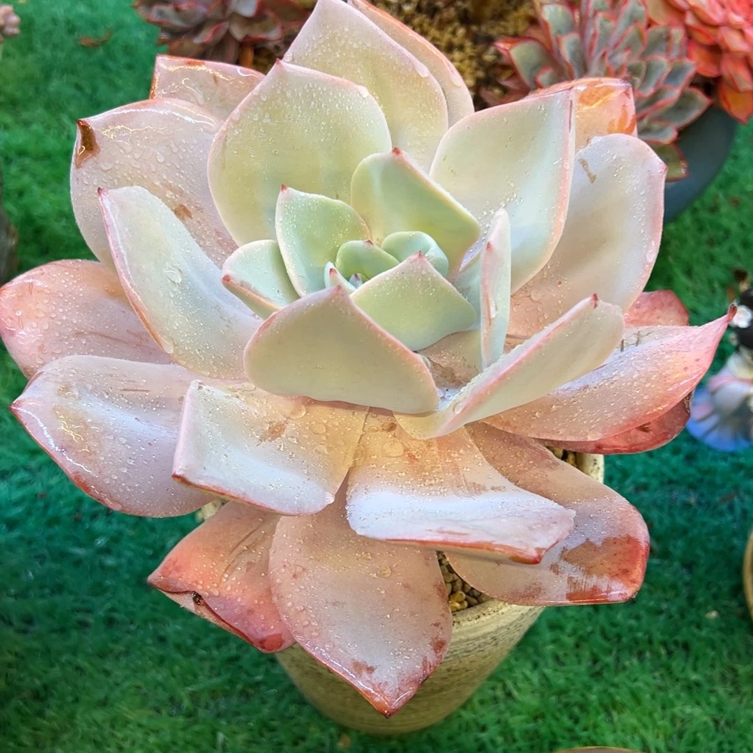 5，，，，，，，，，，，，，，，，，，，，