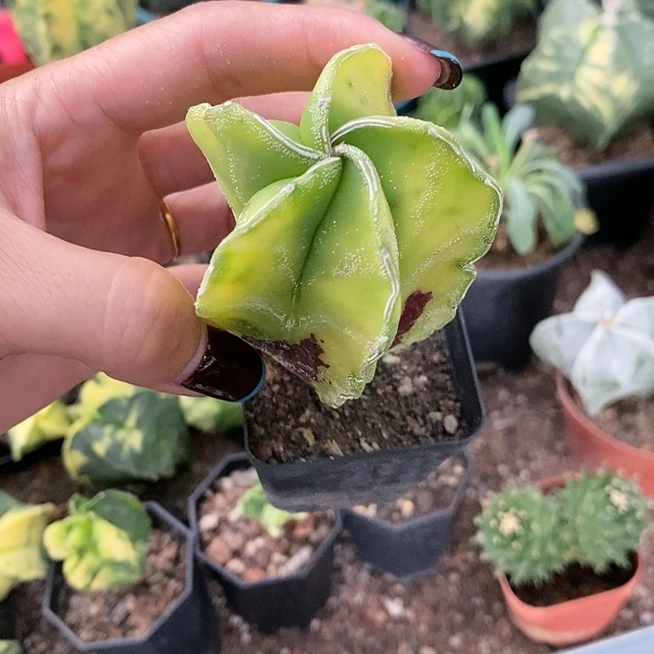 花花草草花花草草