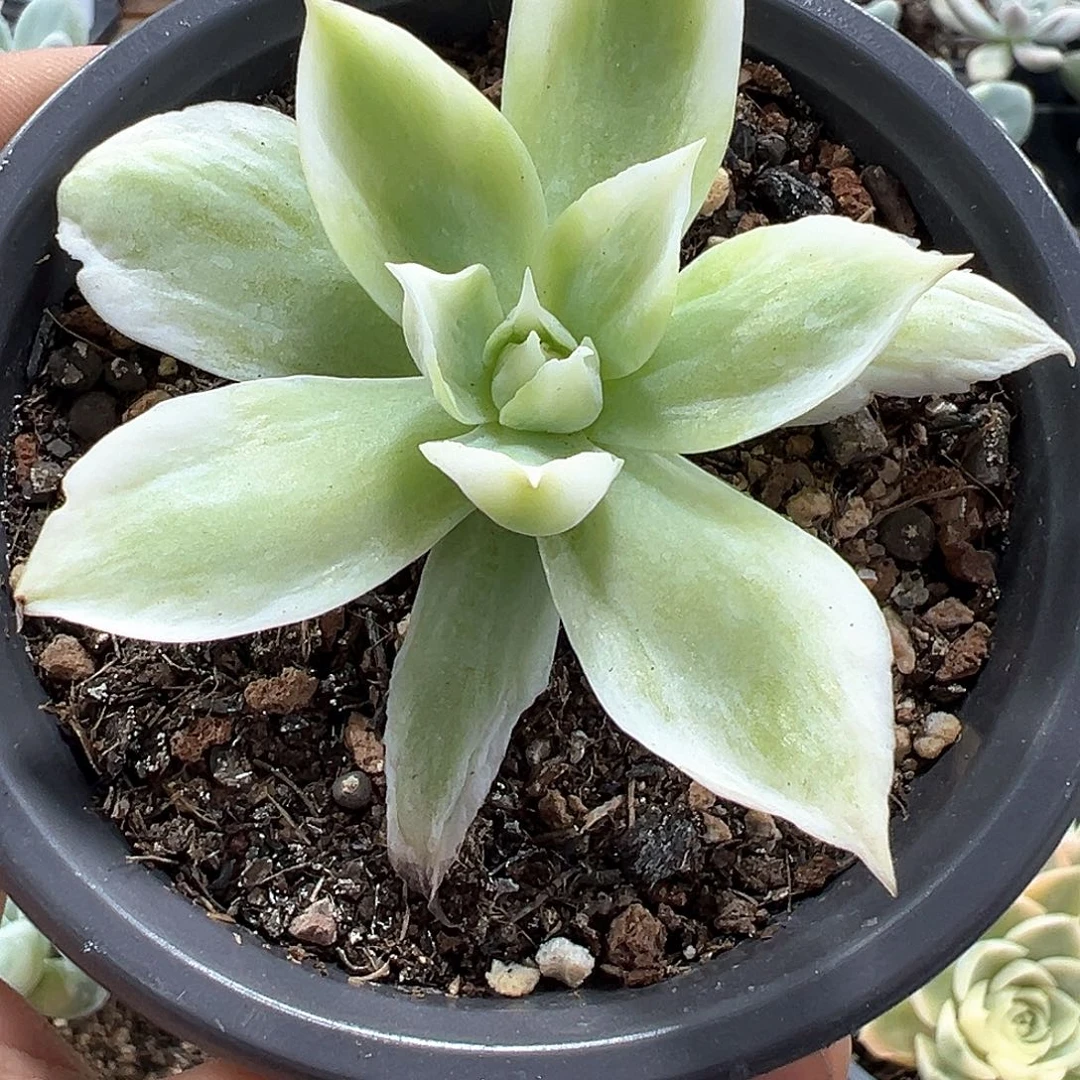 冰淇淋锦 小方花圃一颗就包邮