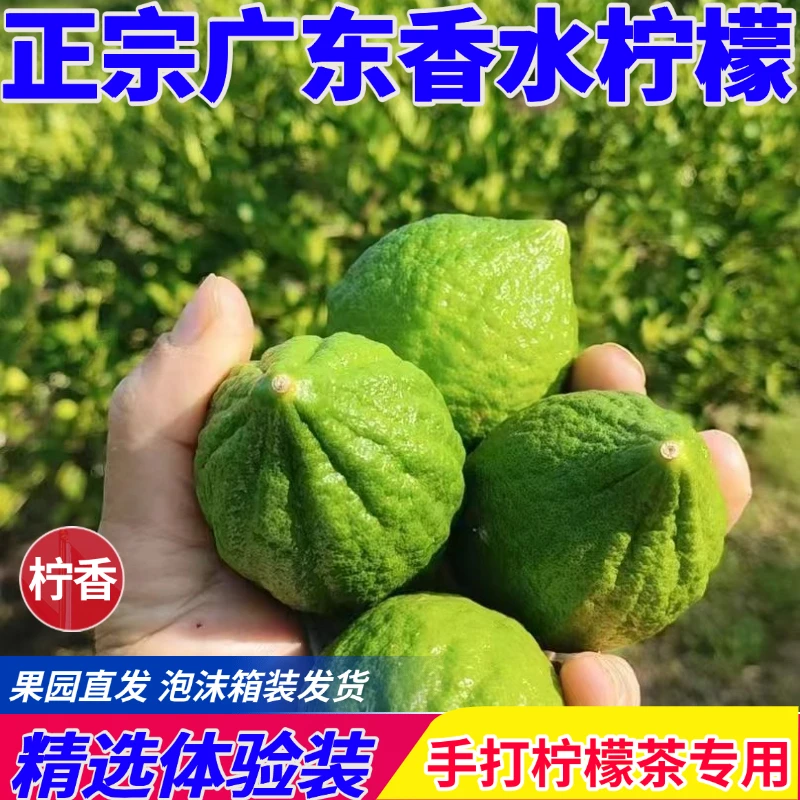 精选体验装 广东香水柠檬 手打柠檬茶店档专用 果园直发
