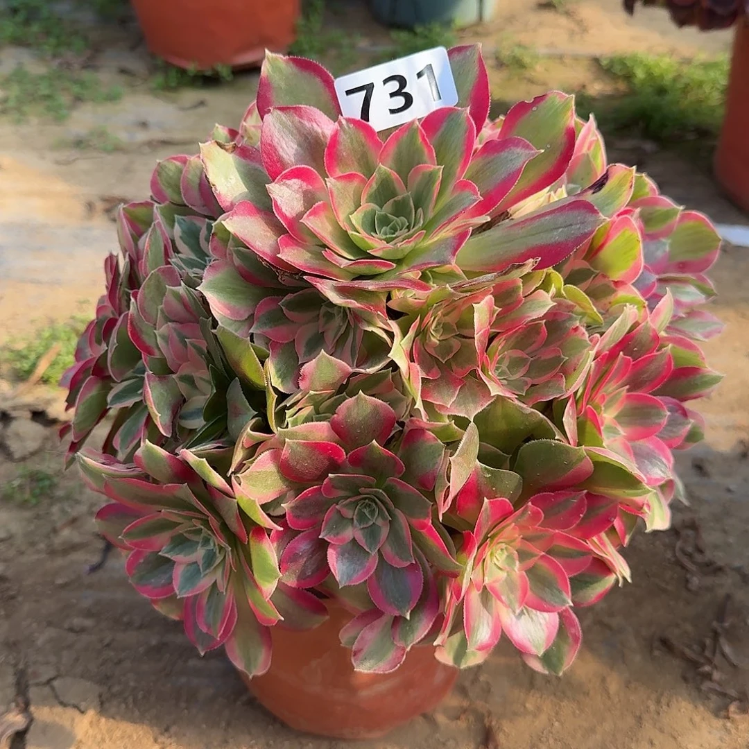 多肉植物731布加迪