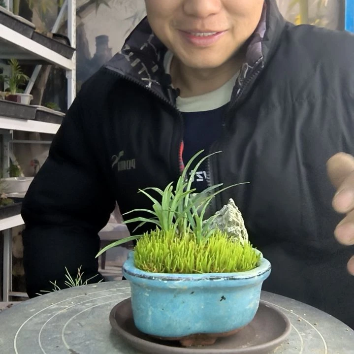 麦*爸小盆景小植物一物一拍173