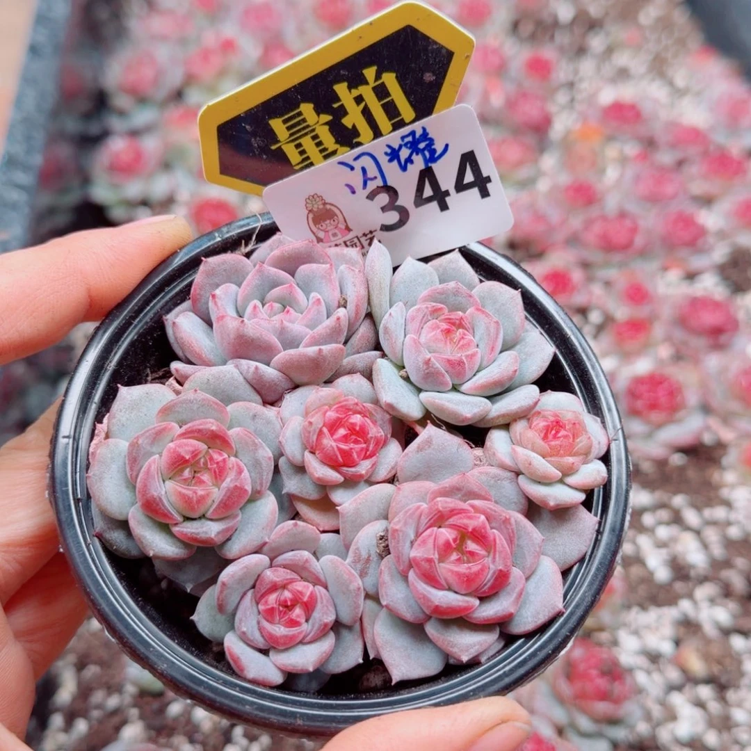 多肉植物多肉植物