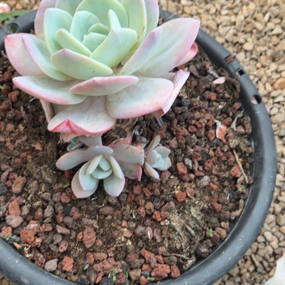 新疆西藏内蒙不发货，奶茶