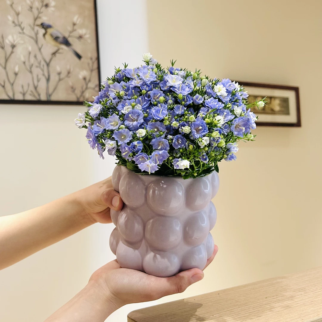 丹麦风铃带花盆栽盆景室内客厅办公室桌面观花趣味花卉绿植好养