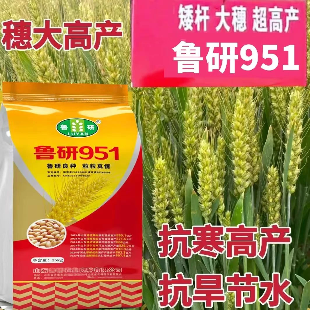 国审高产稳产小麦种子抗寒抗旱抗倒伏抗病矮杆大穗
