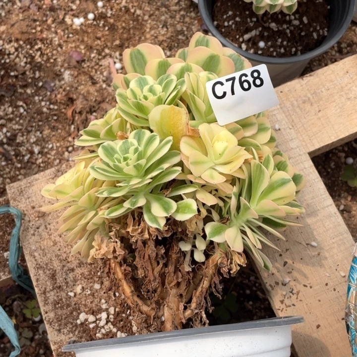 蓝*768号迈巴赫老桩法师