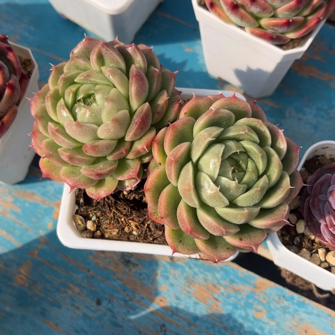 多肉植物一物一拍（18号）