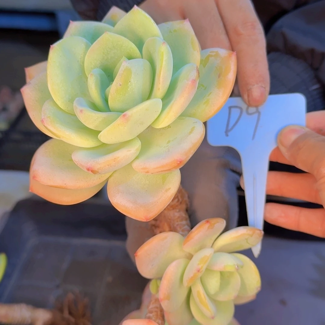 多肉植物的生长发育