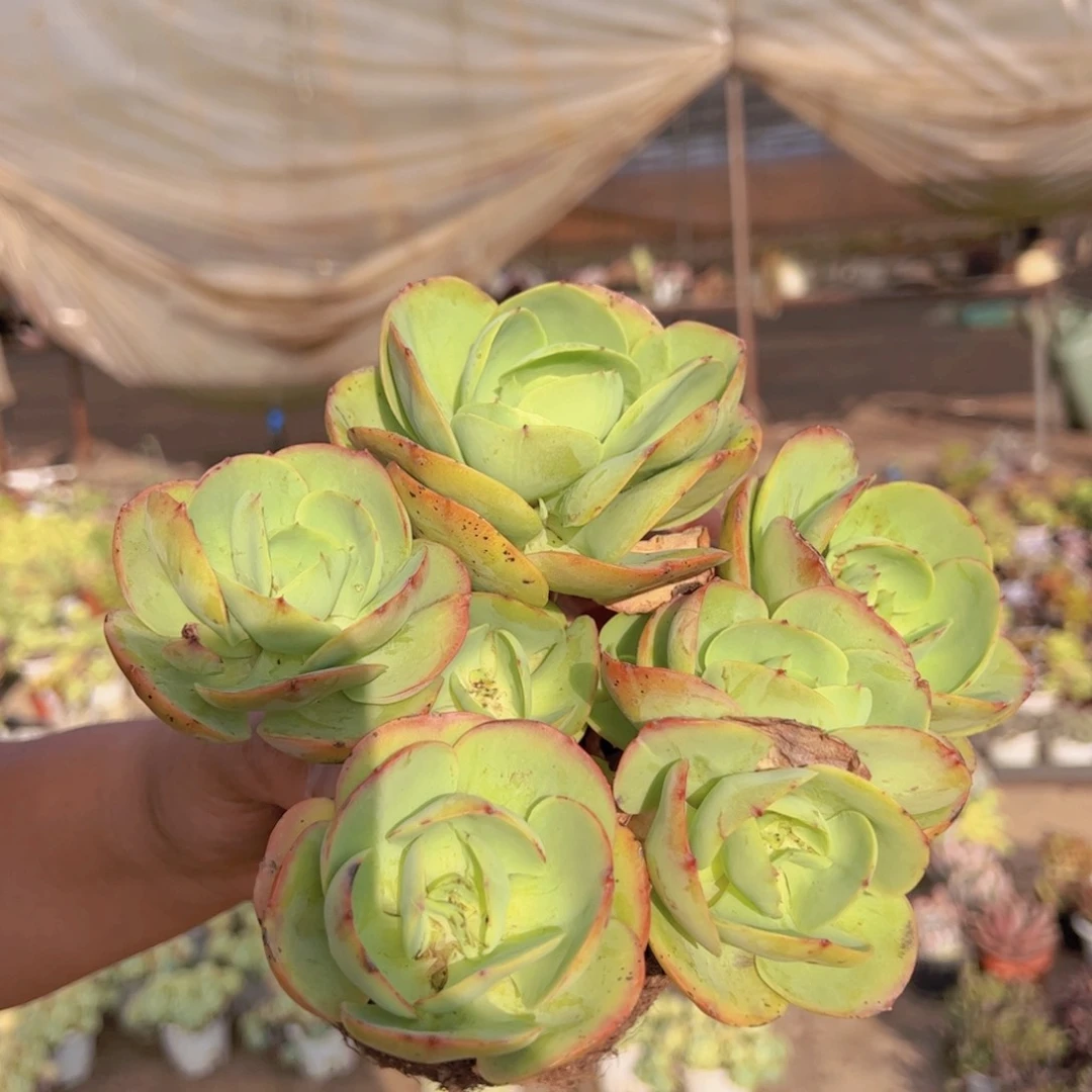 鸡蛋碧桃多头群生