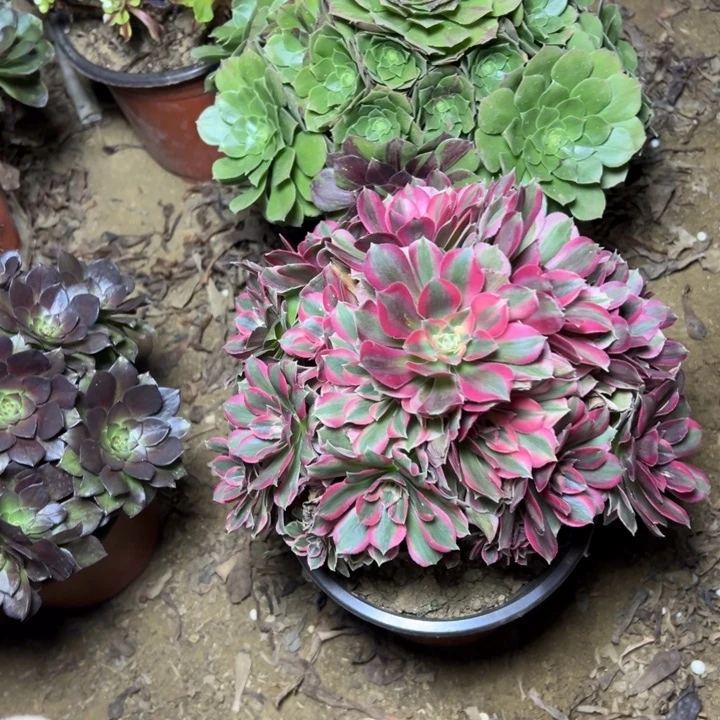 多肉植物断枝不包72