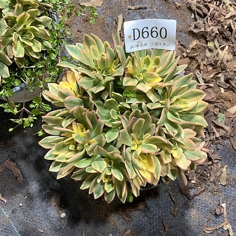 请***王660甜茶多肉法师锦