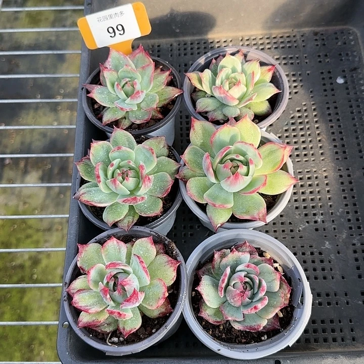 美****99惊鸿仙子多肉植物一框6棵6-9cm