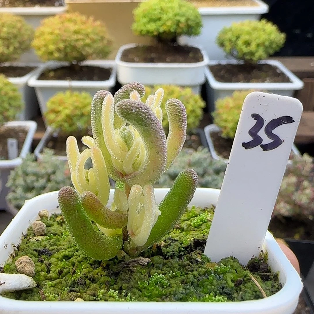 白霜锦枝干番杏。。。。