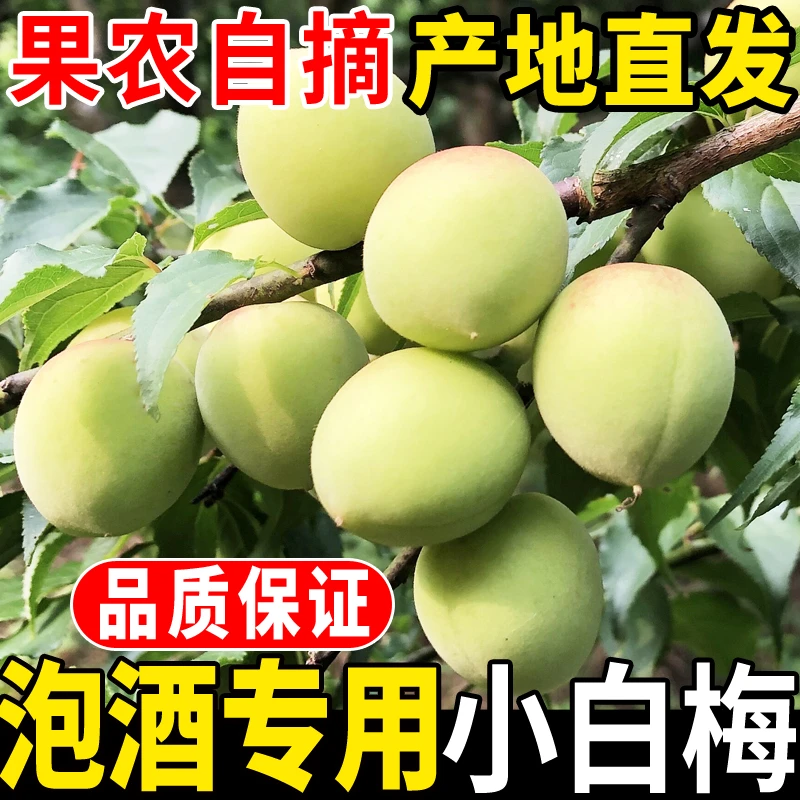 诏安高山小白梅白粉梅新鲜青梅果现摘鲜果酸脆梅子泡酒3/5斤水果