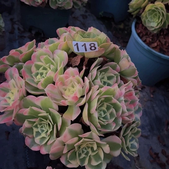 遇***己多肉植物一个粉玲珑