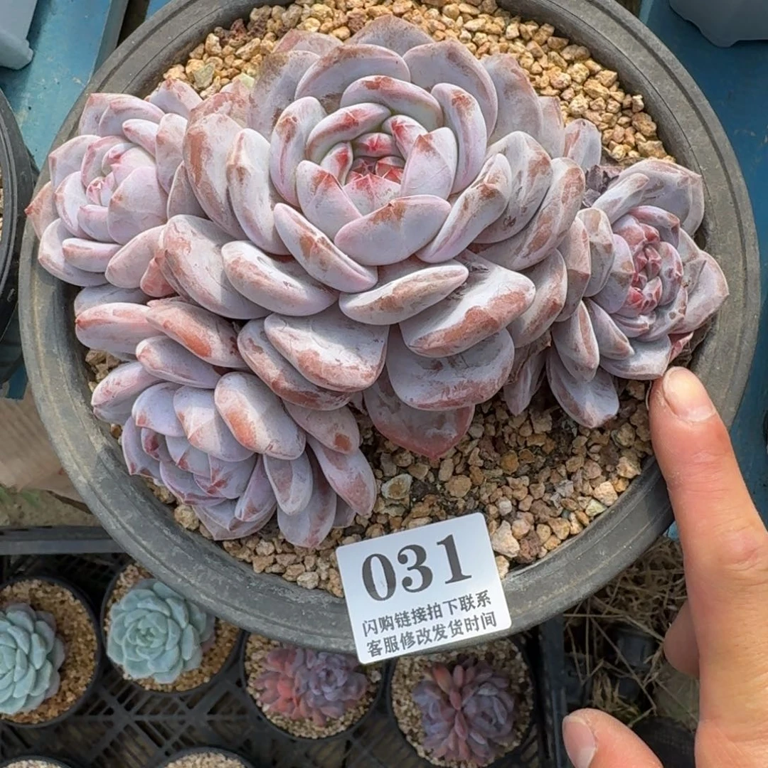 031星影群无砍16cm左右