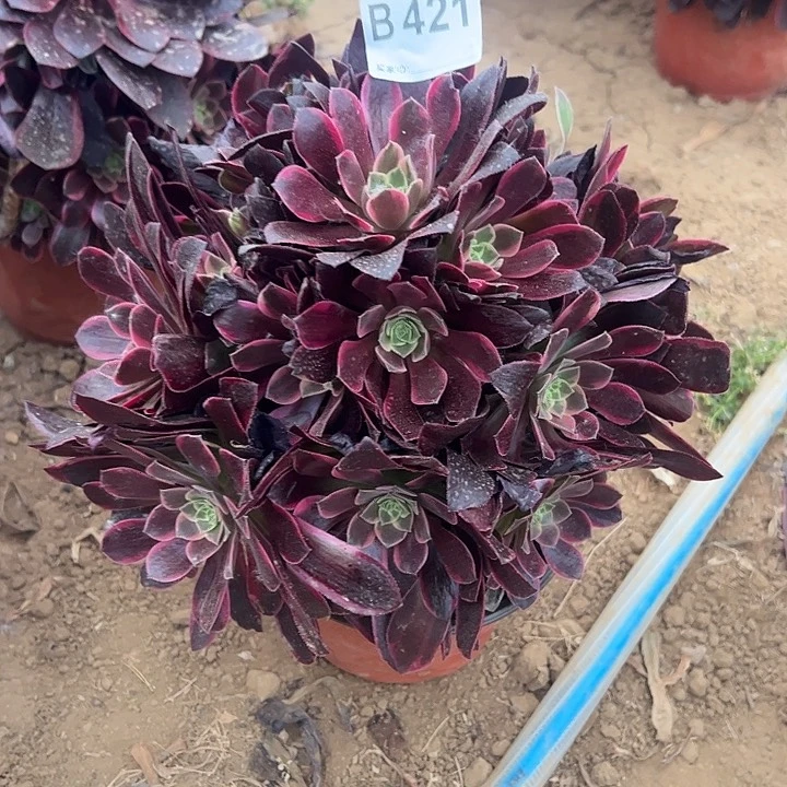 金丝却多肉植物421