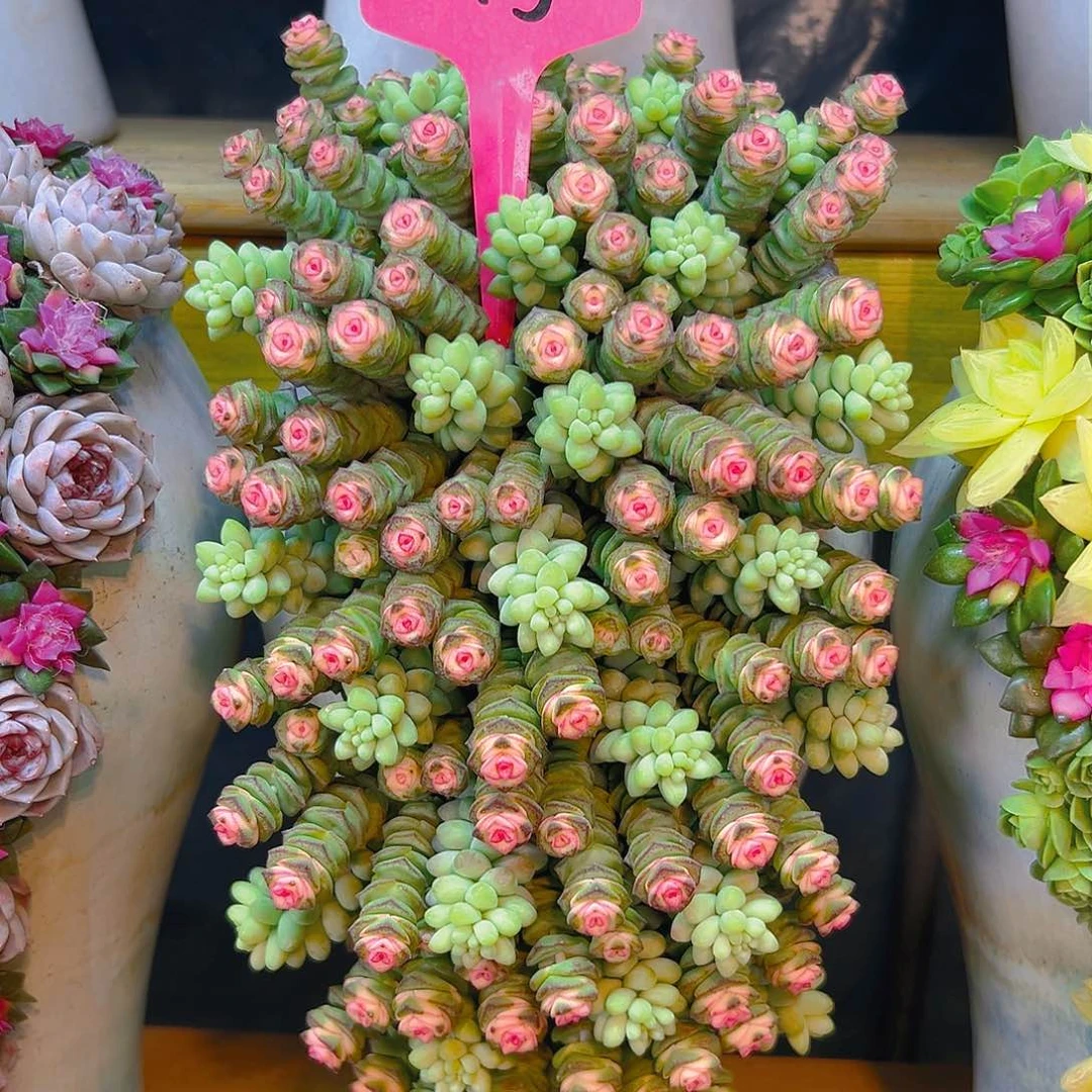 013钱朵朵组合花园